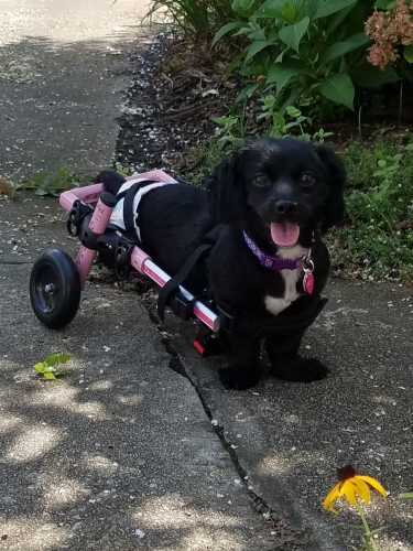 MichelleB says it has taken several months, and a lot of treats but Lucy is finally trying to get used to using her cart!
