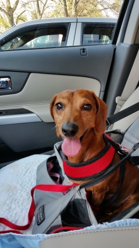 Michelle's Barney was very happy to go home after his dental!
