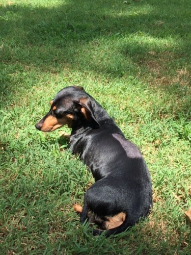 Micki's Lucy post-op: Relaxing in the sun with lots of sunny days ahead!
Keywords: Reclining;sunny;postop
