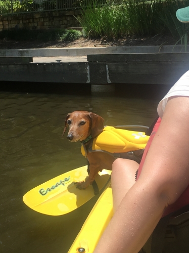 Missy's Hans had three ruptured discs. After strict crate rest and acupuncture, he regained function in his back area and is now able to walk and even run again! He loves going kayaking with us on the weekends. 
Keywords: kayaking