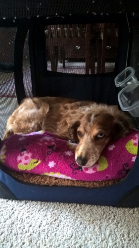 Maisy Faye
NancyS' Maisy resting in her crate during her second disc episode. Maisey Faye had enjoyed two years of good health in between episodes and is resting comfortably with the help of pain meds.
