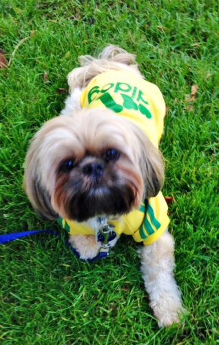 Nancy's Matthew going to Ann Arbor next week for first appointment.  Just diagnosed with inflamed disc. 3 yr old shih tzu
