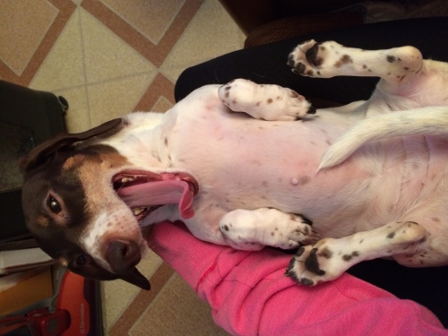 Nancy's Lilly being cute: Waiting for my most favorite thing of the day - a belly rub!
