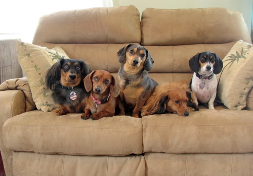 Nicole's Charlie, Maya, Chip, Paige & Kandee relaxing on the couch. They get along so well & love to snuggle together. They are all different colors, black & tan, red, dapple, piebald & sable.
