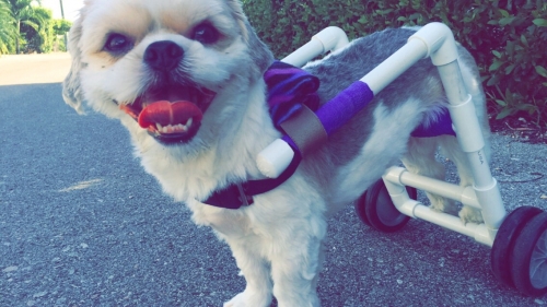 Nichole's Lola had her first IVDD episode on July 2nd.  After 8 weeks of crate rest and a lot of tender loving care, Lola is now able to run and play outside again with the help of her new wheels :) 
