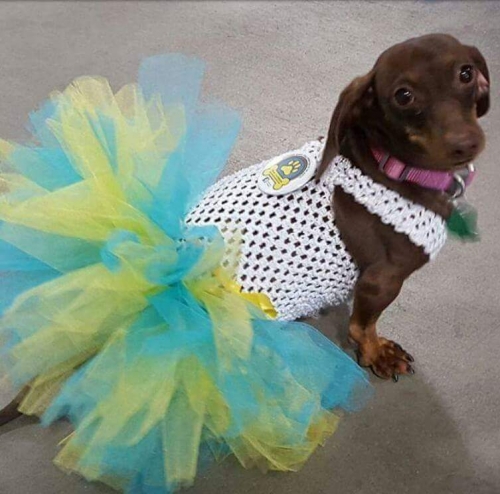 Noel's Gracie is a 6 yr old wobble walker.  She had been paralyzed for over 2 yrs & is working her way back to walking better again.  She even participates in dachshund races.  Gracie is an amazing young lady with a heart of gold.
