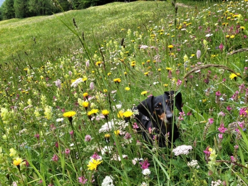Patrizia's Nanà: I'm a flower!  Few month after my operation I was so happy to be playing in the flowery meadows again!
