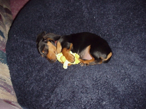 Peggy's Bandit and his ducky taking a nap
