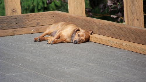 Peggy's Daphne sleeping/soaking up the sun on our front deck
