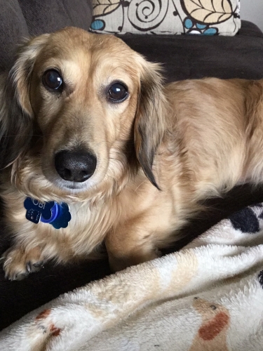 RachelD's Obi, 7 year old Male English Cream Dachshund
started conservative treatment 1/20/2018 and just 7 days later has taken his first wobbly footsteps.
