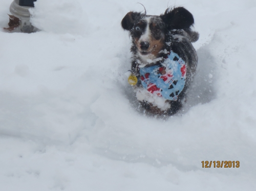 Rae's Delylah - Loving the snow!
