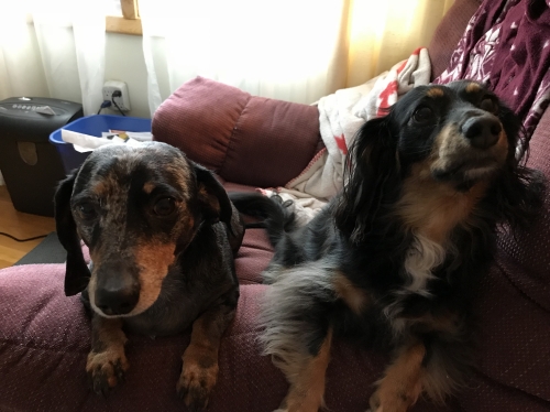 RamonaP's two siblings—  Caesar is a dapple dachsie who just survived a gallbladder surgery. Charlee is a dachsie/Jack Russell mix.
