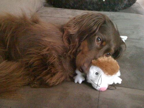 Robyn's Toby with his muskrat - went down Jan 2015, after 8 weeks of crate rest he is 80% recovered and happy to be mobile!
