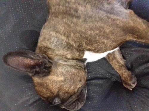 Sally's Nora: my stubborn , brave , lovable , loyal , charming french bulldog , enjoying her new restful life post surgery 
