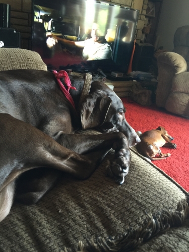 Samantha's Skeeter napping at Grandmas while our parents were on vacation. 
Keywords: Napping