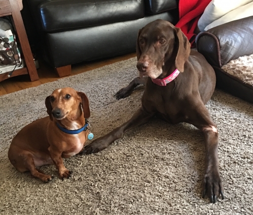 Samantha's Skeeter is now 5 years post op from IVDD surgical intervention. He's doing great! Here he is hanging out with his sister Coco.
