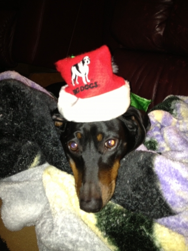 Sandi's Rascal wishes all his friends and family a Merry Christmas! 

