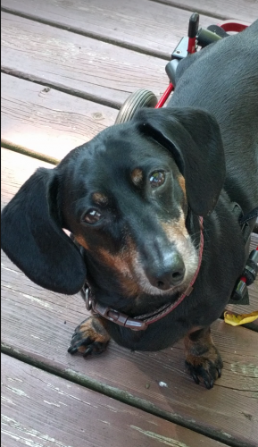SandyC's Ulla "Perseverance is a Dachshund with a purpose."
