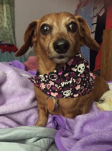 SandyG's Giggle:  I may be 13 years old and gray, but I still wiggle when I walk and giggle when I talk! I’m lucky I’ve come through 2 spells with my back with consertive treatment. 
