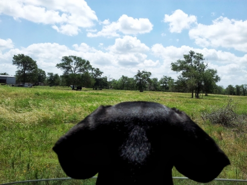 Sasah's Mister at mom and dad's ranch, checkin out the cows and big pastures. 
