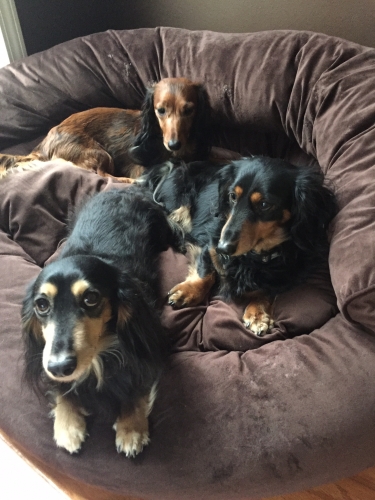 Shelley's Bentley, Buddy Love and Rosie Claire enjoying some bonding time
