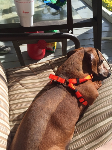 Starla's Moe loves to sunbathe on the porch swing with mommy. After surgery, Moe is walking almost back to 100%!

