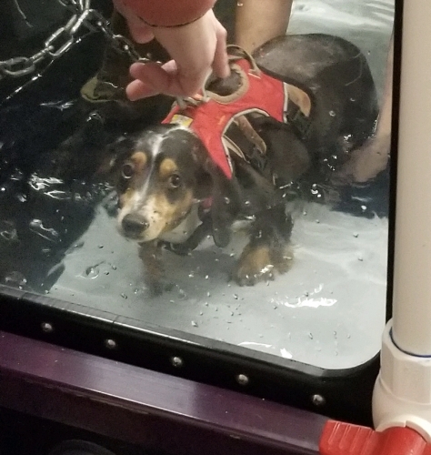 TammyS' Toby hates the forced exercise, but can’t resist that relaxing water in the underwater treadmill. Almost two months post-op and all this hard work is paying off. His recovery has been the best Christmas gift ever! IVDD is heartbreaking, but not hopeless. 
