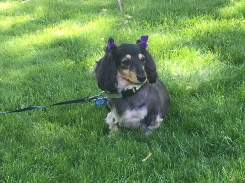 Theresa's Cleo: Our little Diva; one of 2 dachsies that run our household.  She is a total "Empress of her domain"
She requires lots of loving and gets it!

