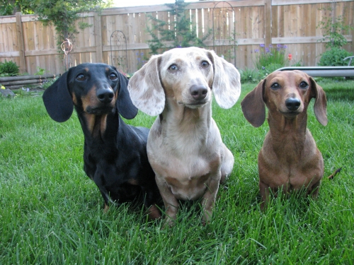 Vita's Three dachsies together - My Emmie and Hula and Em's cousin Zoey.   Three different flavours! Basically Neapolitan.

