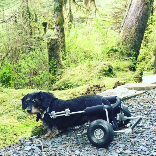 TraceyK took her Lisa on vacation to Wrangell, Alaska.  She’s 14 years and has been in her wheels for 10 years.  It hasn’t slowed her down!!
