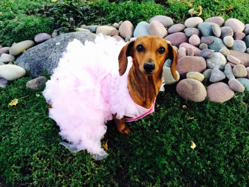 Vita's Emmie: A flouncy dress; the one she's wearing to Wienerpawlooza in the fashion show.
