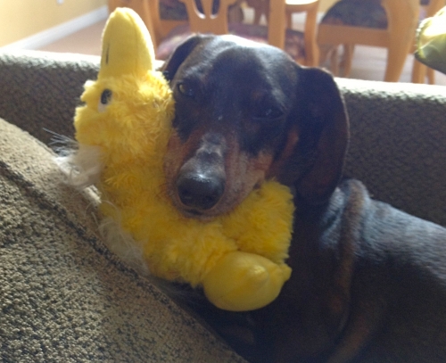 Dr. Welch's Dogtor Louie with his pal Duckie is an IVDD success story himself and works as a therapy dog.
