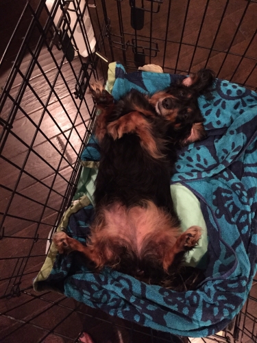 Tori's Rosa: At this point, Rosa had a couple of weeks of crate rest left. She was always begging for a belly rub!
